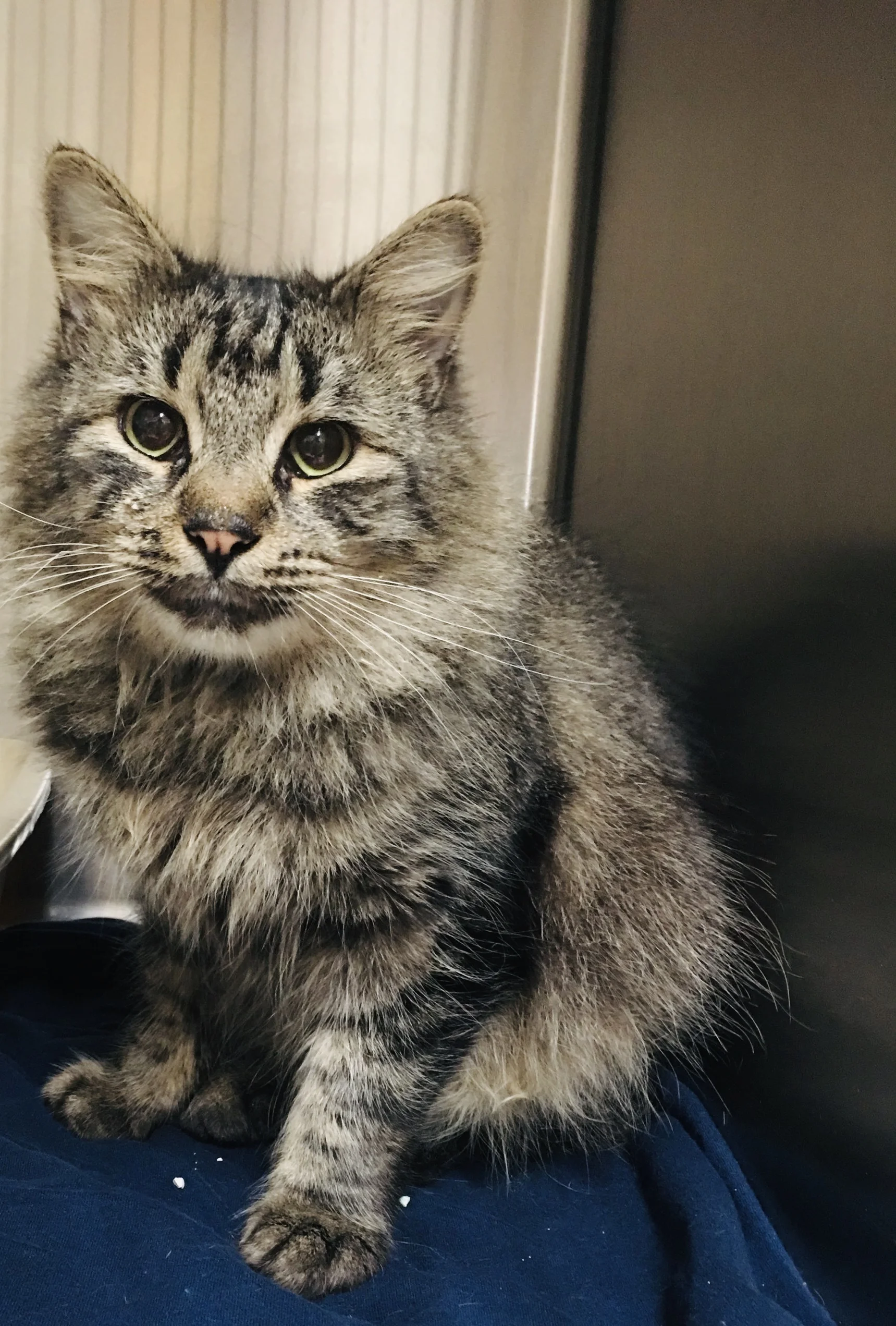 Everly Fuzz the wonder Cat.jpg