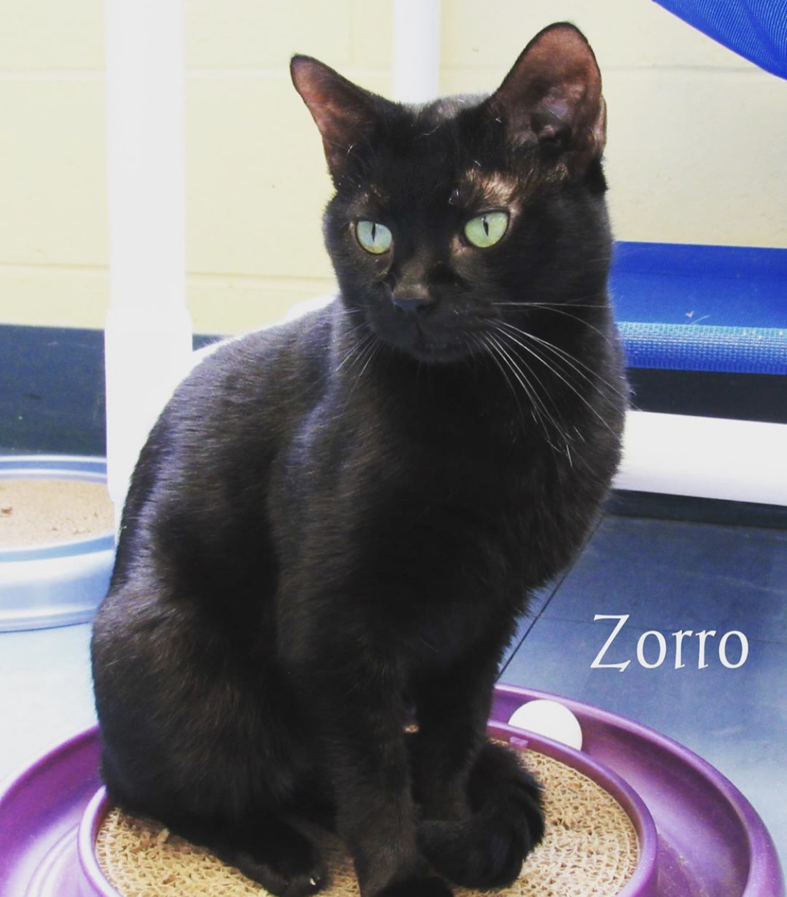 Zorro.jpg