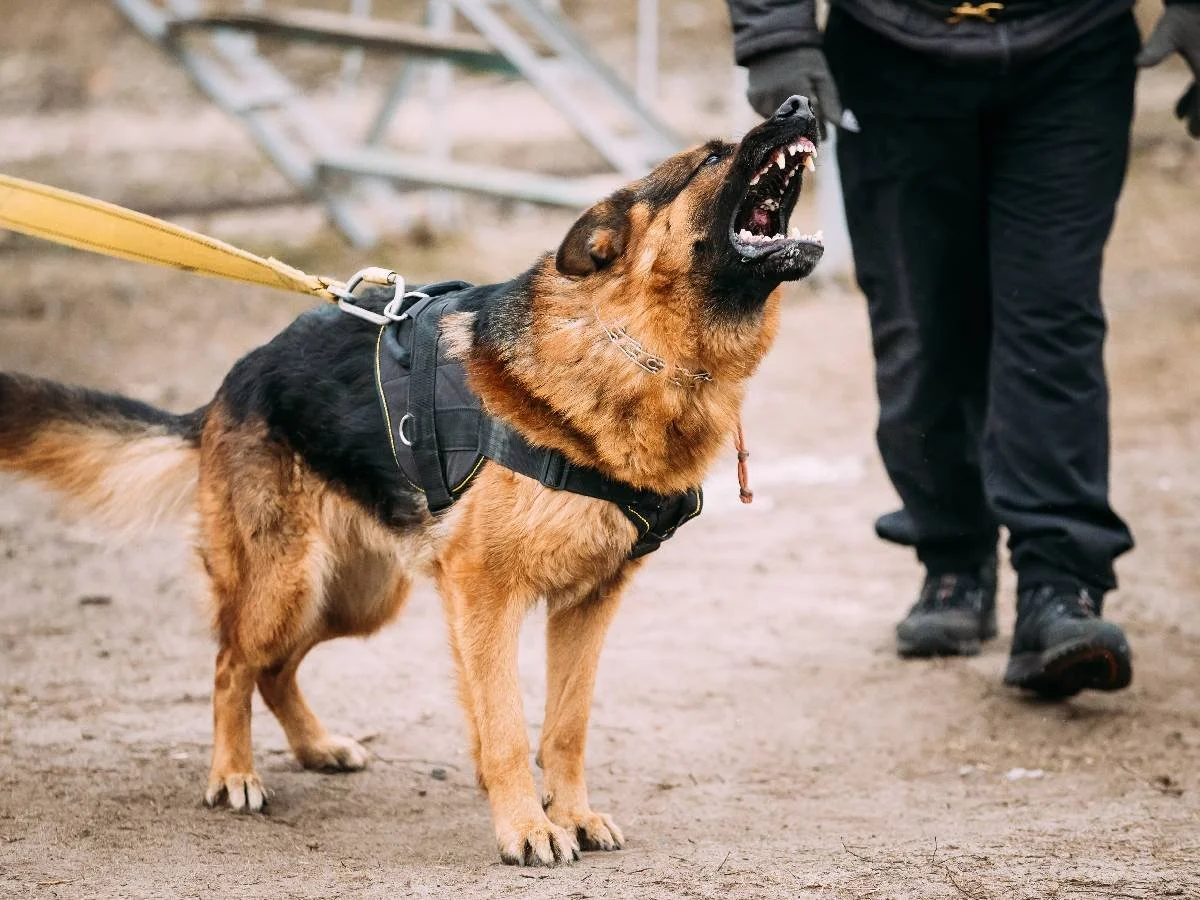 Beneficial Assistance Of Personal Injury Lawyer El Cajon With Dog Bite Case