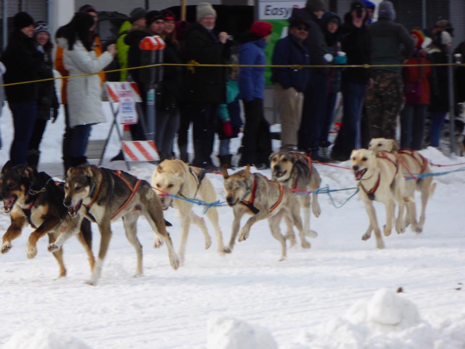 dogs racing closer up.jpg