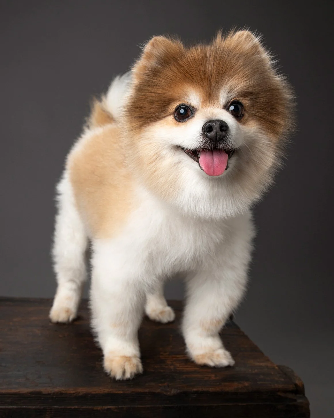 pomeranian-dog-portrait-photographer.jpg