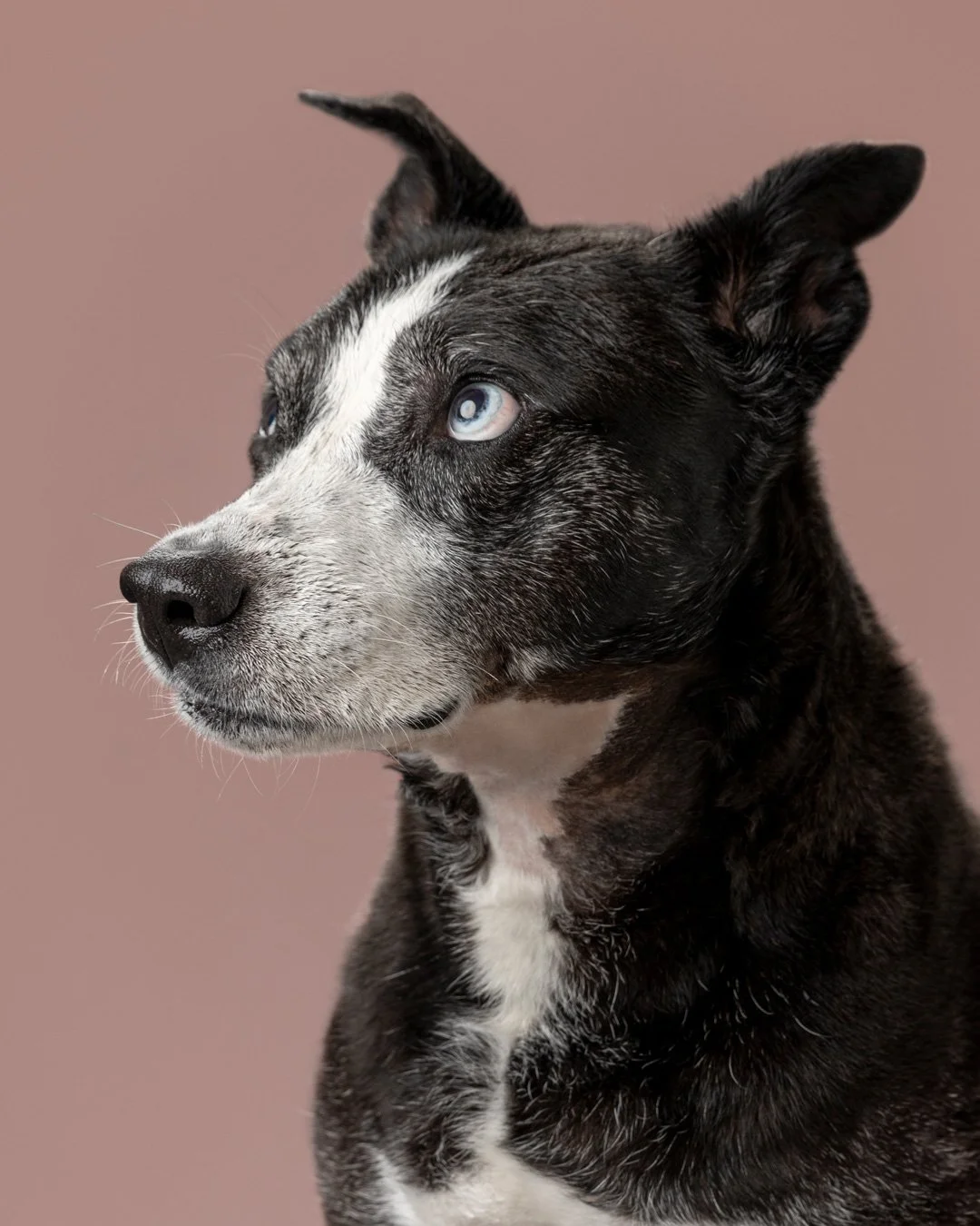 portrait-photographer-dog-animal.jpg