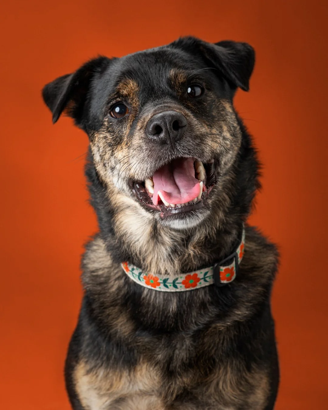 dog-portrait-animal-photography.jpg