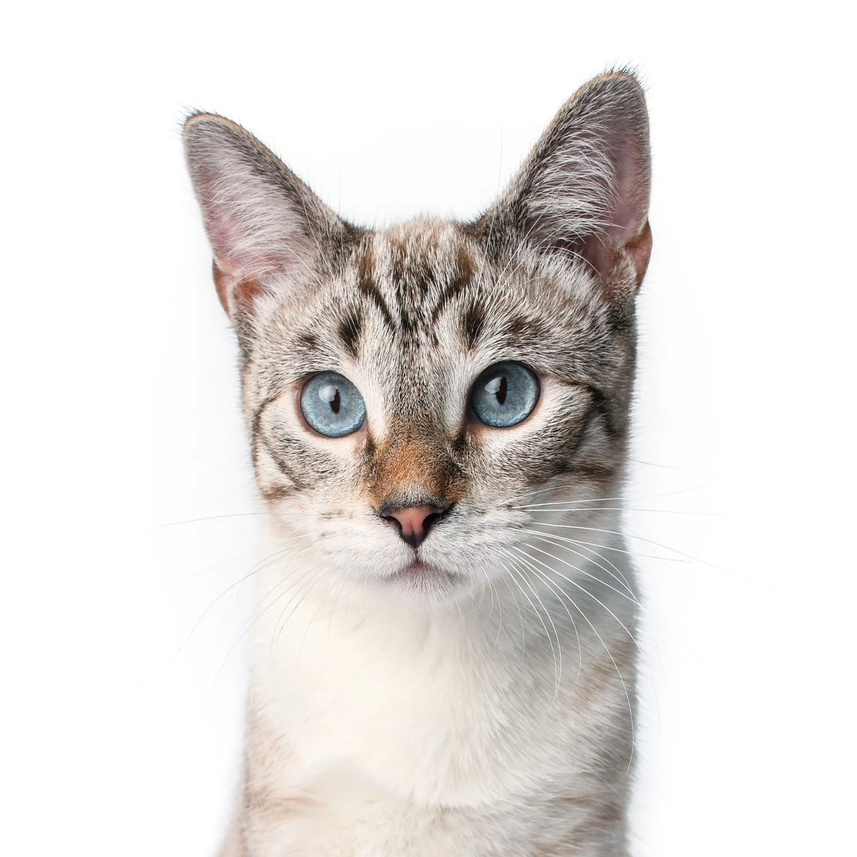 kitten-portrait-cat-headshot-photographer.jpg