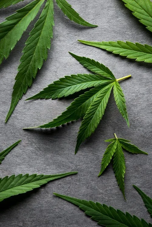 flynnworks_Cannabis-sativa-indica-leaves-photographer .jpg