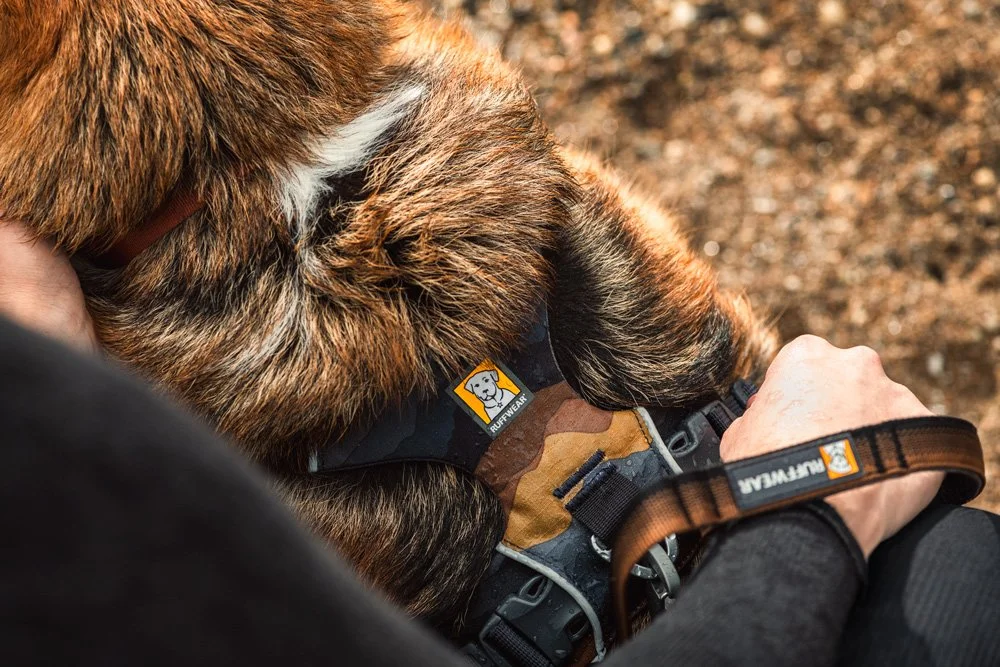 dogs-product-lifestyle-photographer.jpg