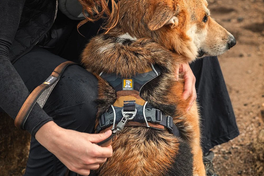 pet-product-lifestyle-photography.jpg