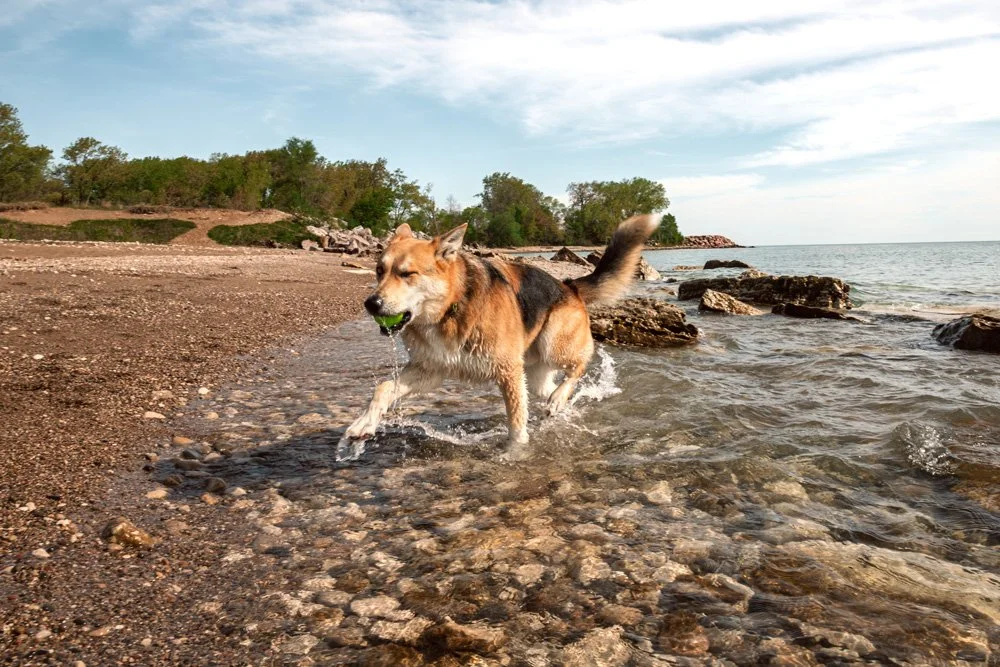lifestyle-editorial-pet-photography.jpg