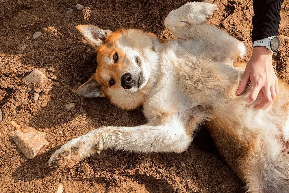 pet-lifestyle-adventure-photography.jpg