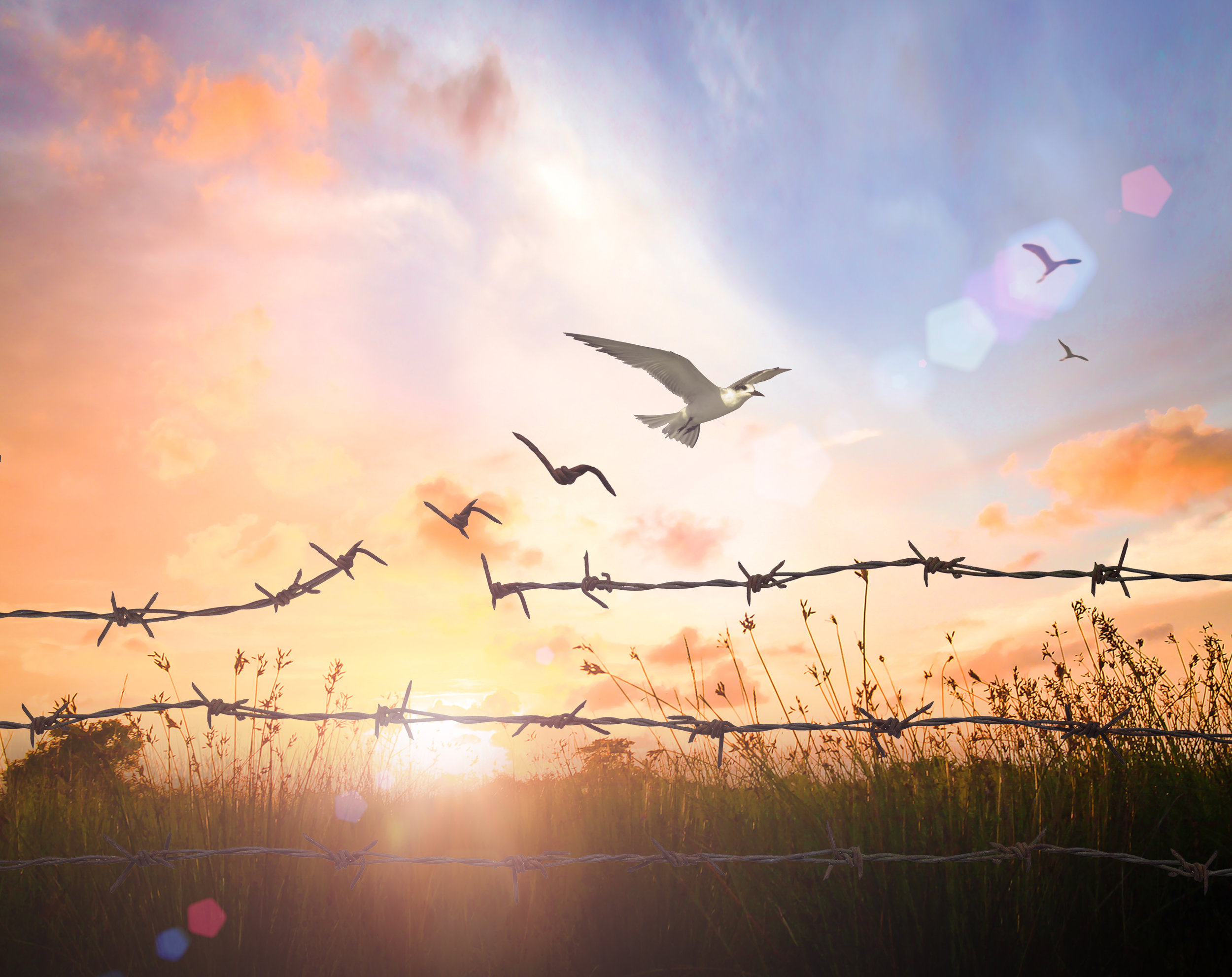 Shooing Birds or Removing Nests