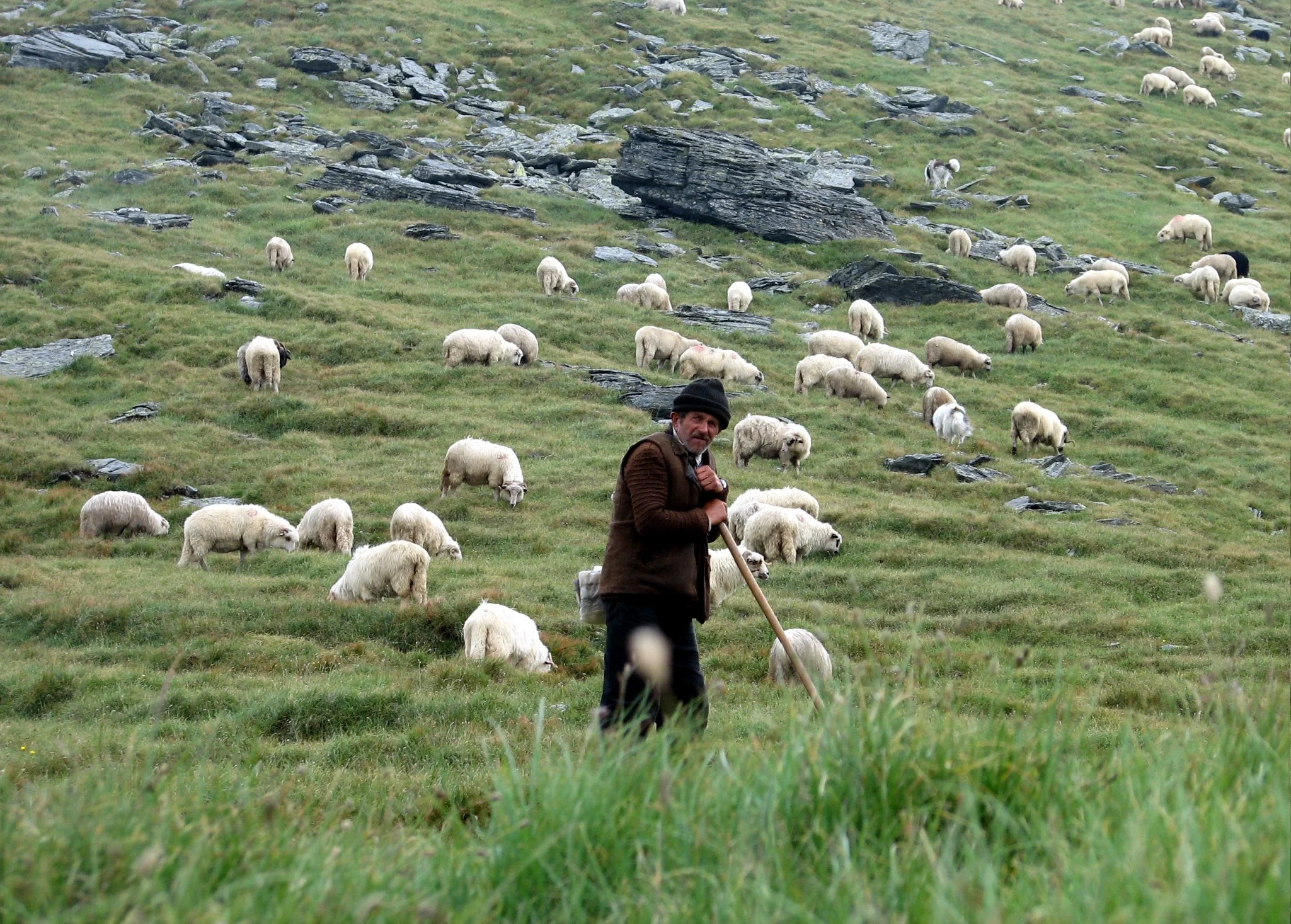 Shepherd with sheep.jpg