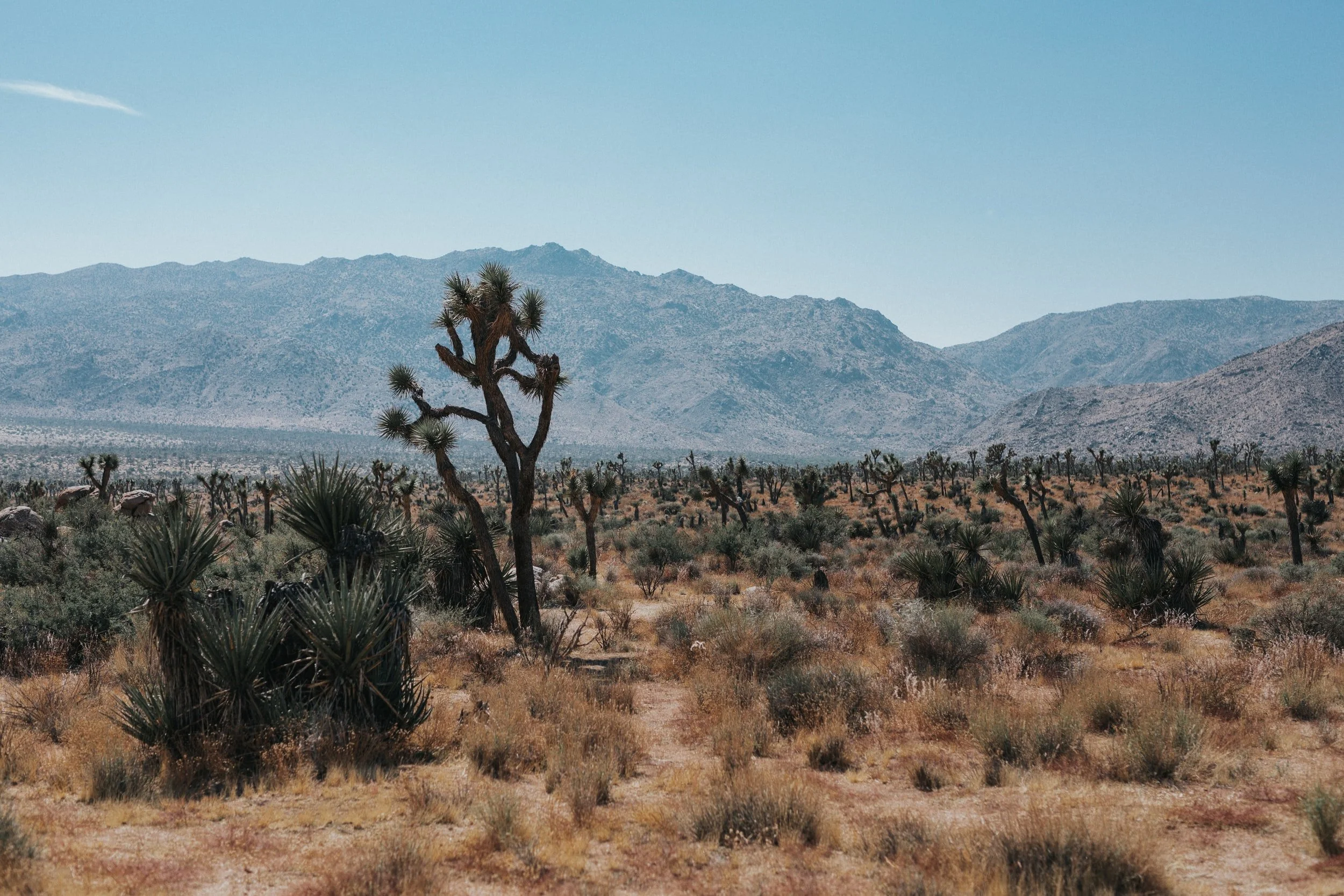 Volunteering for the Wilderness