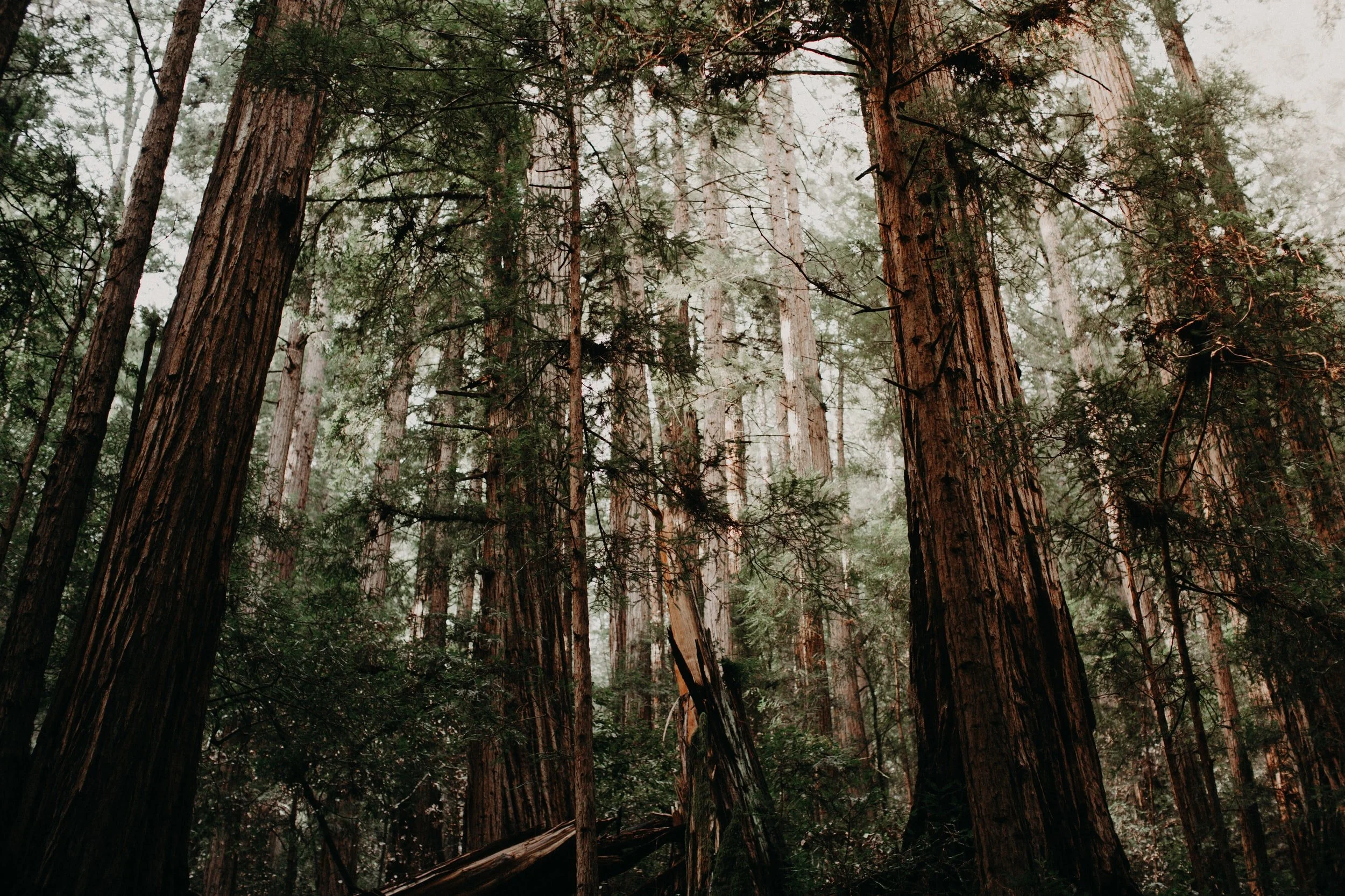 Our Intertwined Roots