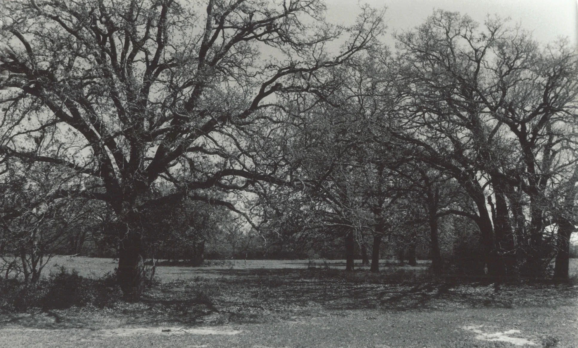 trees.jpg
