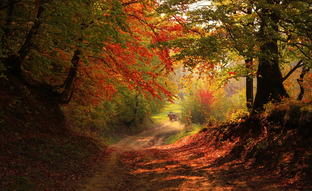 Autumn forest.jpg