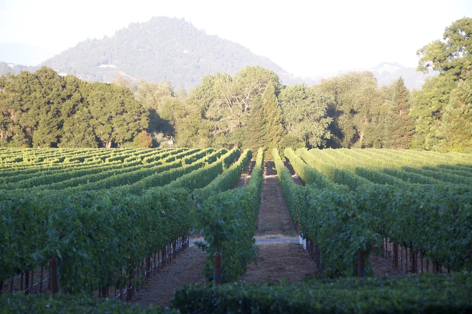 Sauvignon Blanc vineyard in the Dry Creek Valley