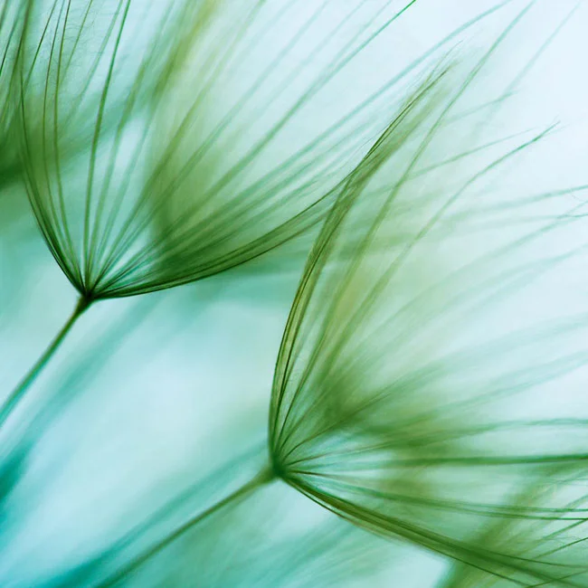 Coastal-Winds-Scent-Diffusion-650px.jpg