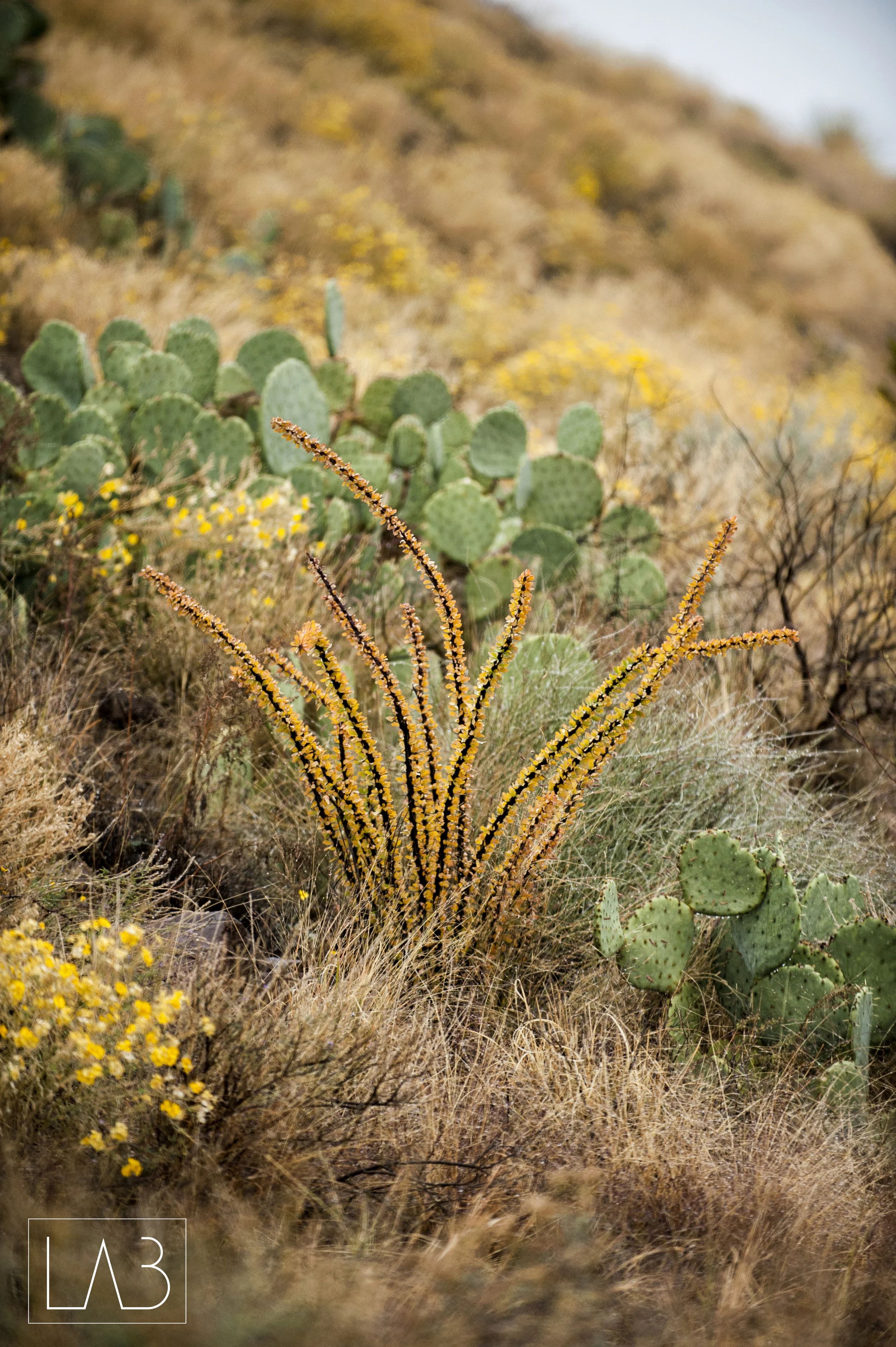Big Bend_6.jpg