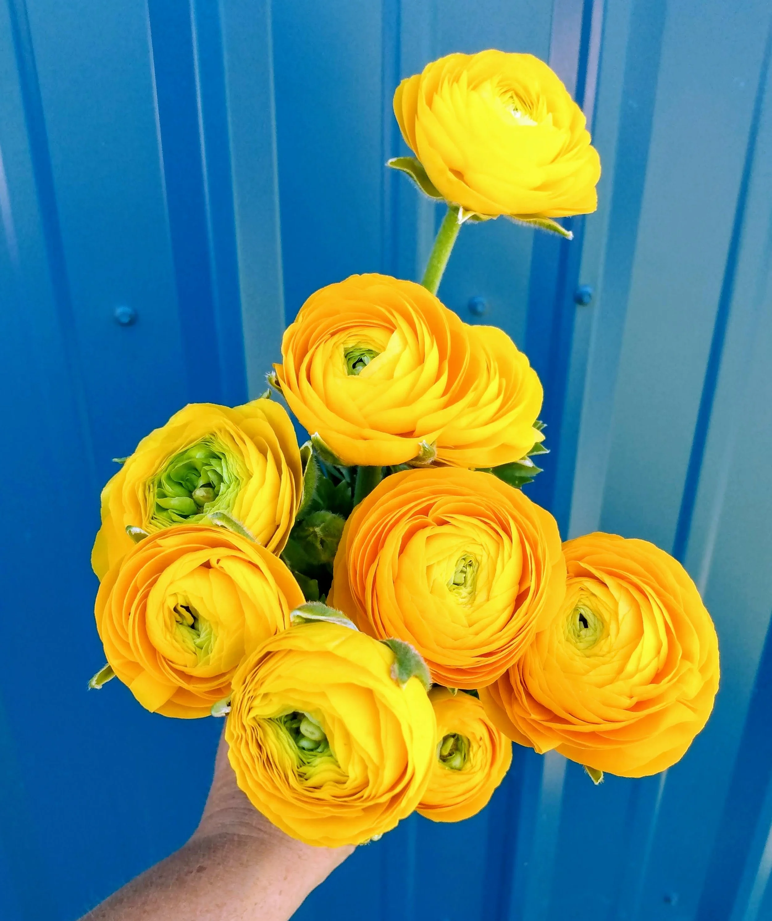 Giallo Ranunculus.jpg