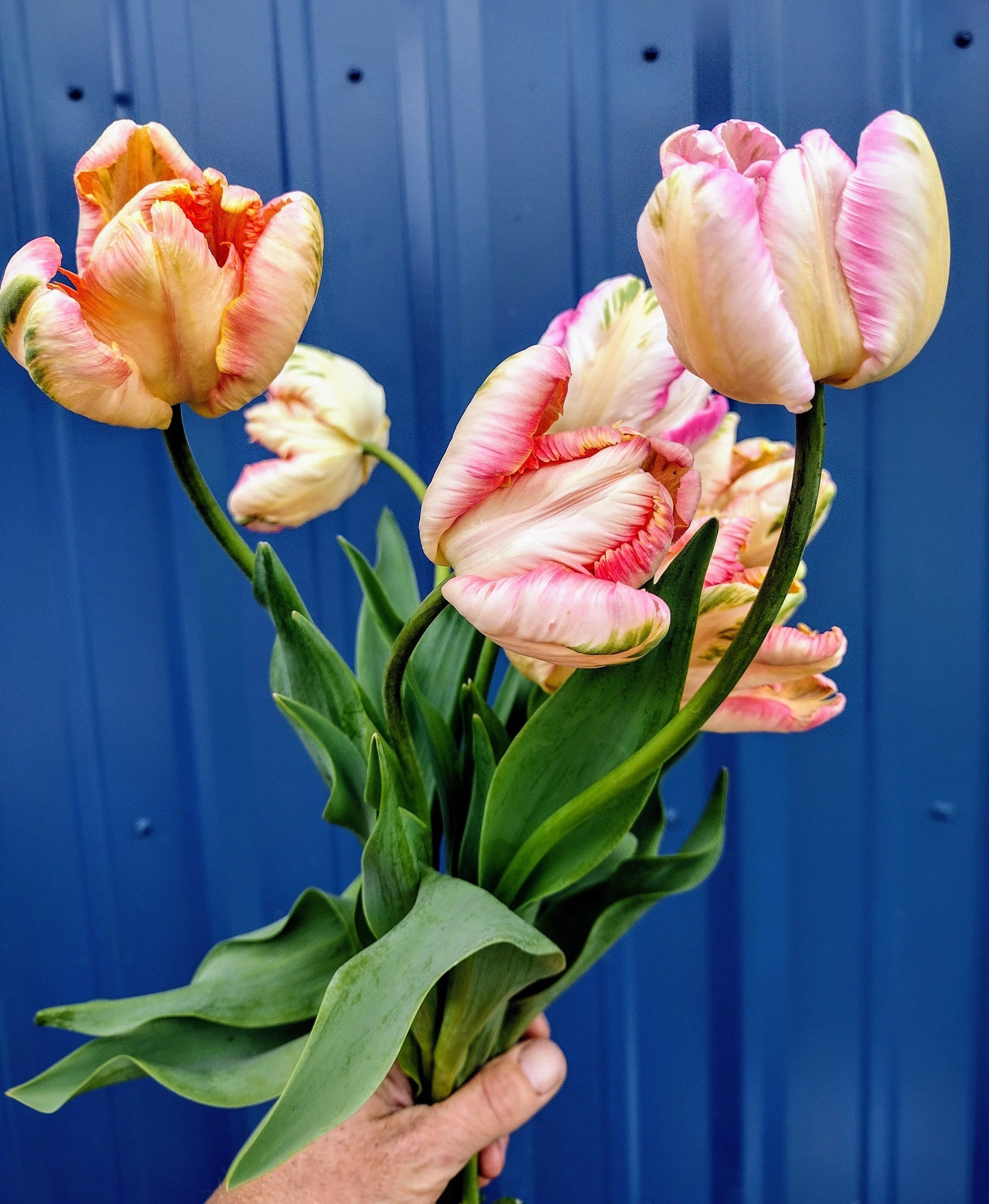 Parrot tulips.jpg