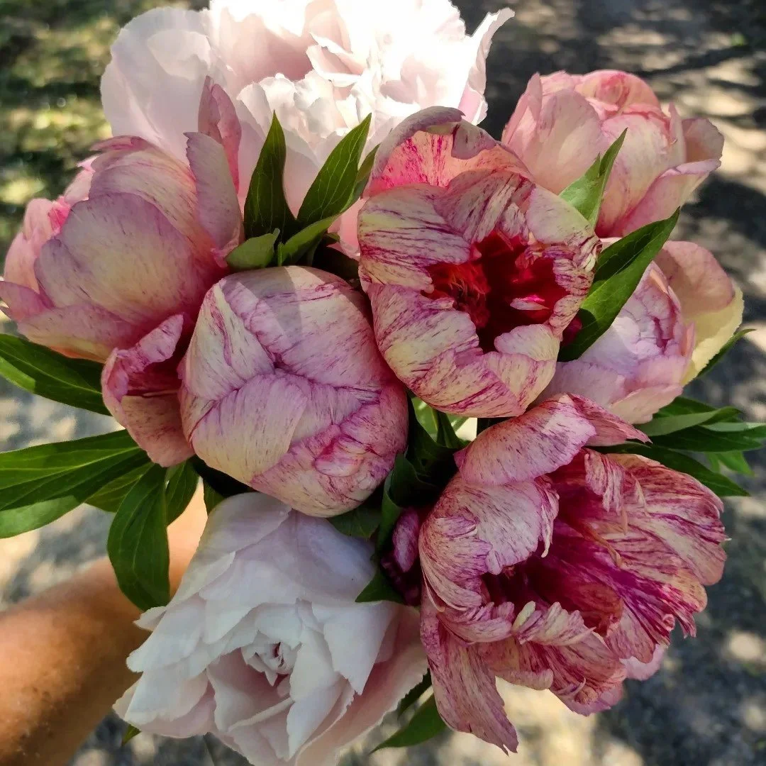 All that Jazz peonies.jpg