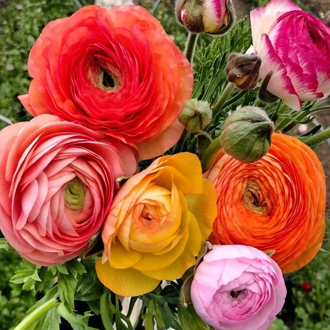 Ranunculus brights.jpg