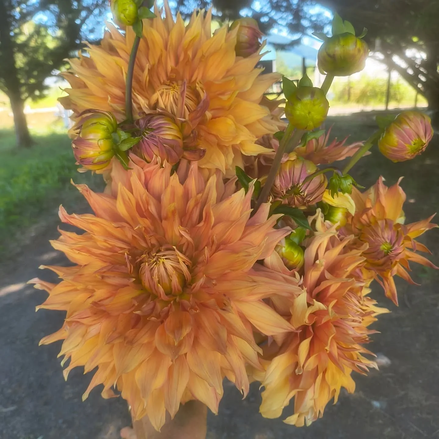 It's the last day to sign up for a July flower subscription (3 weeks) or an entire summer subscription (12 weeks.) 
If you want eye-popping beauties like these dahlias in your life, head to my website to sign up.
And if you've already joined - thank 
