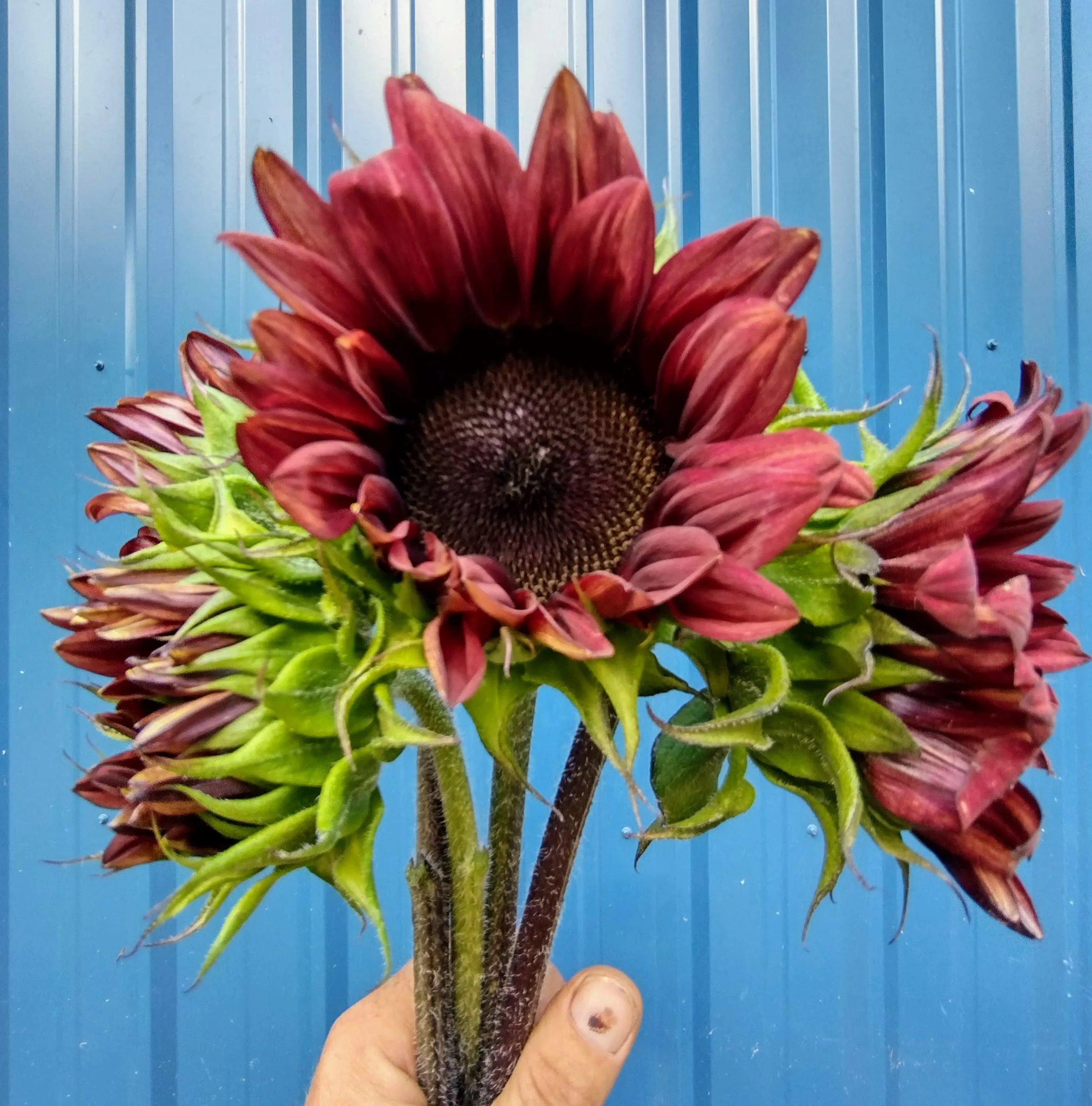 Red Sunflowers (2).jpg
