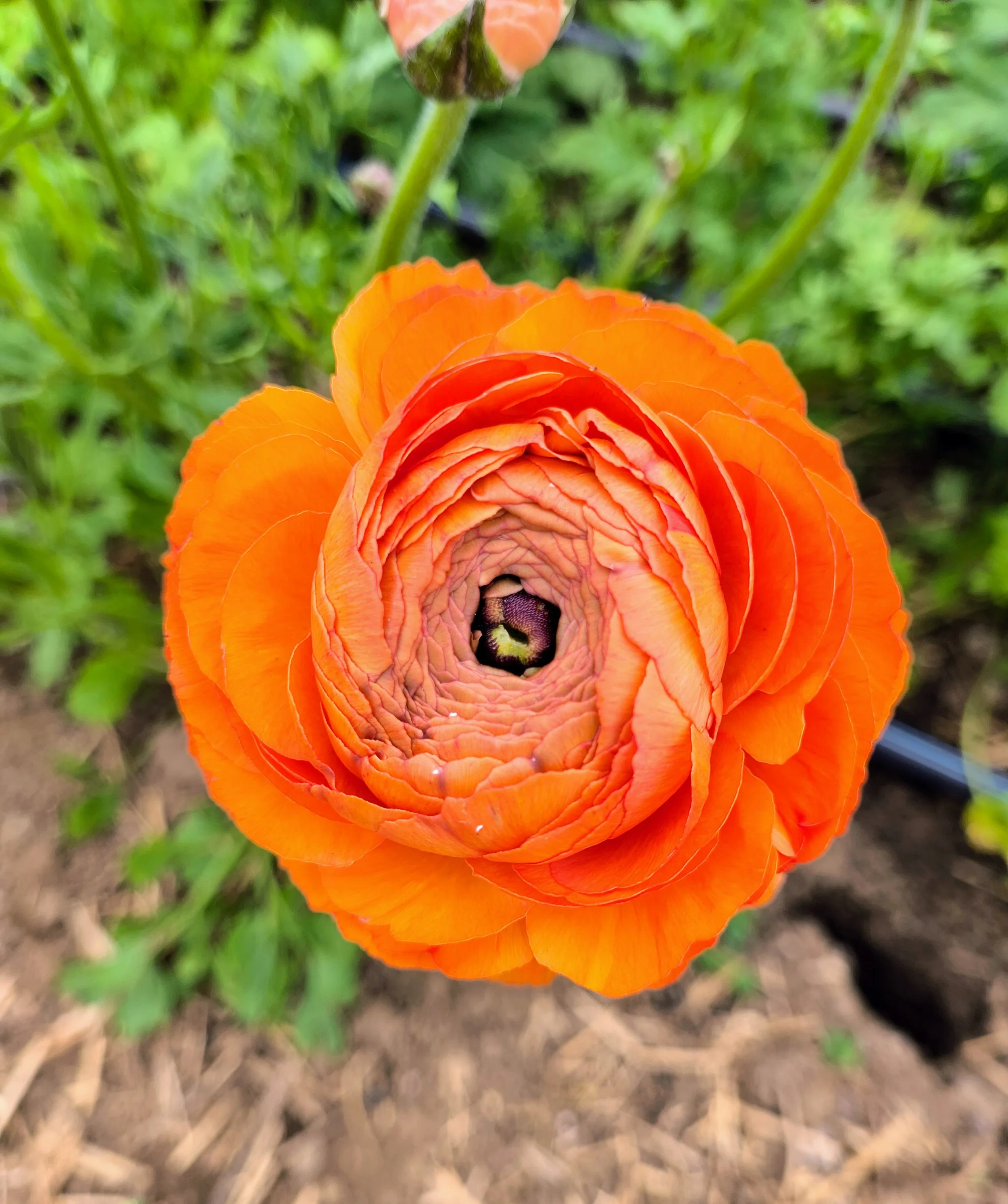 First ranunculus bud of the year.jpg