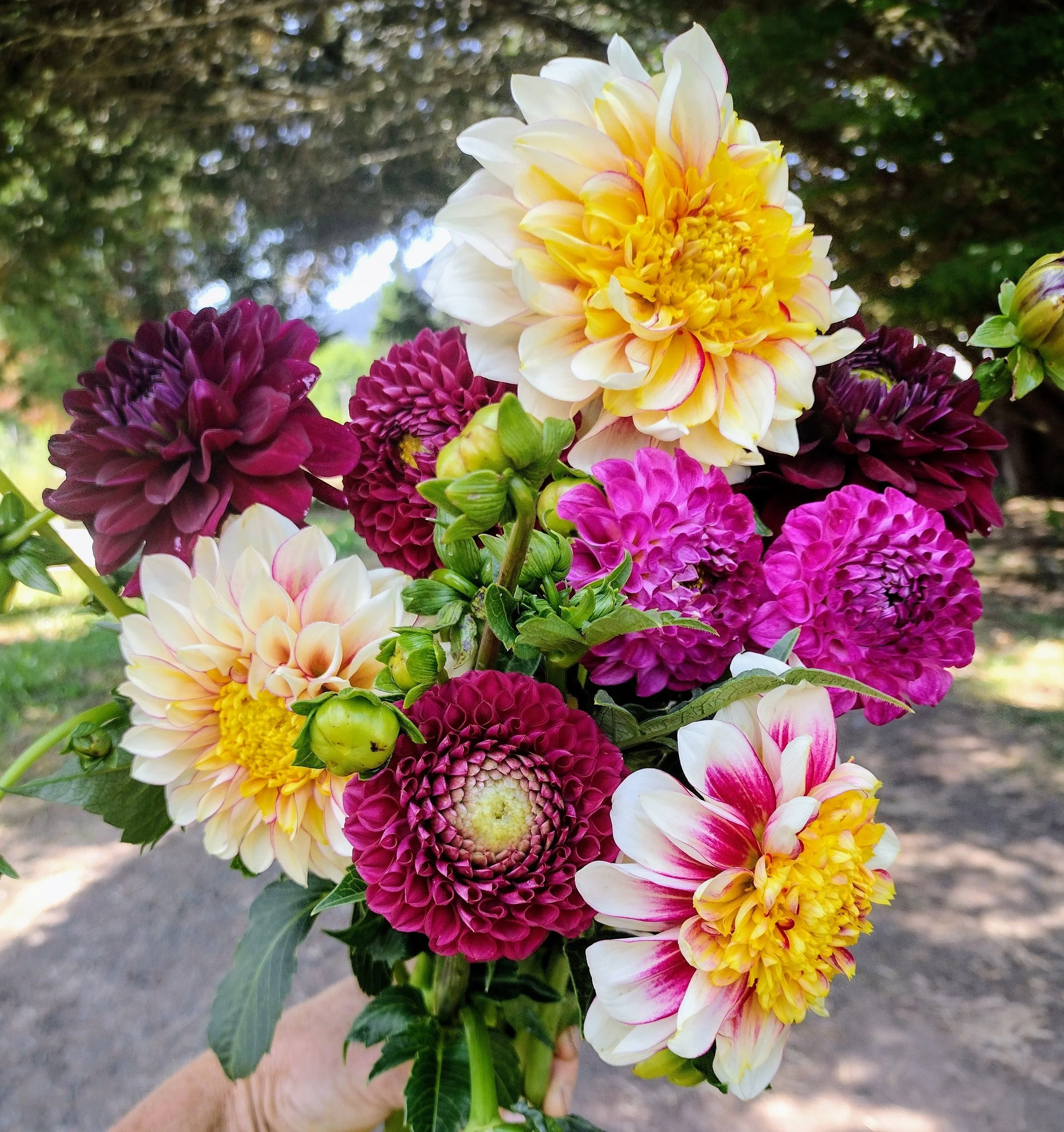 July Dahlias.jpg (Copy)