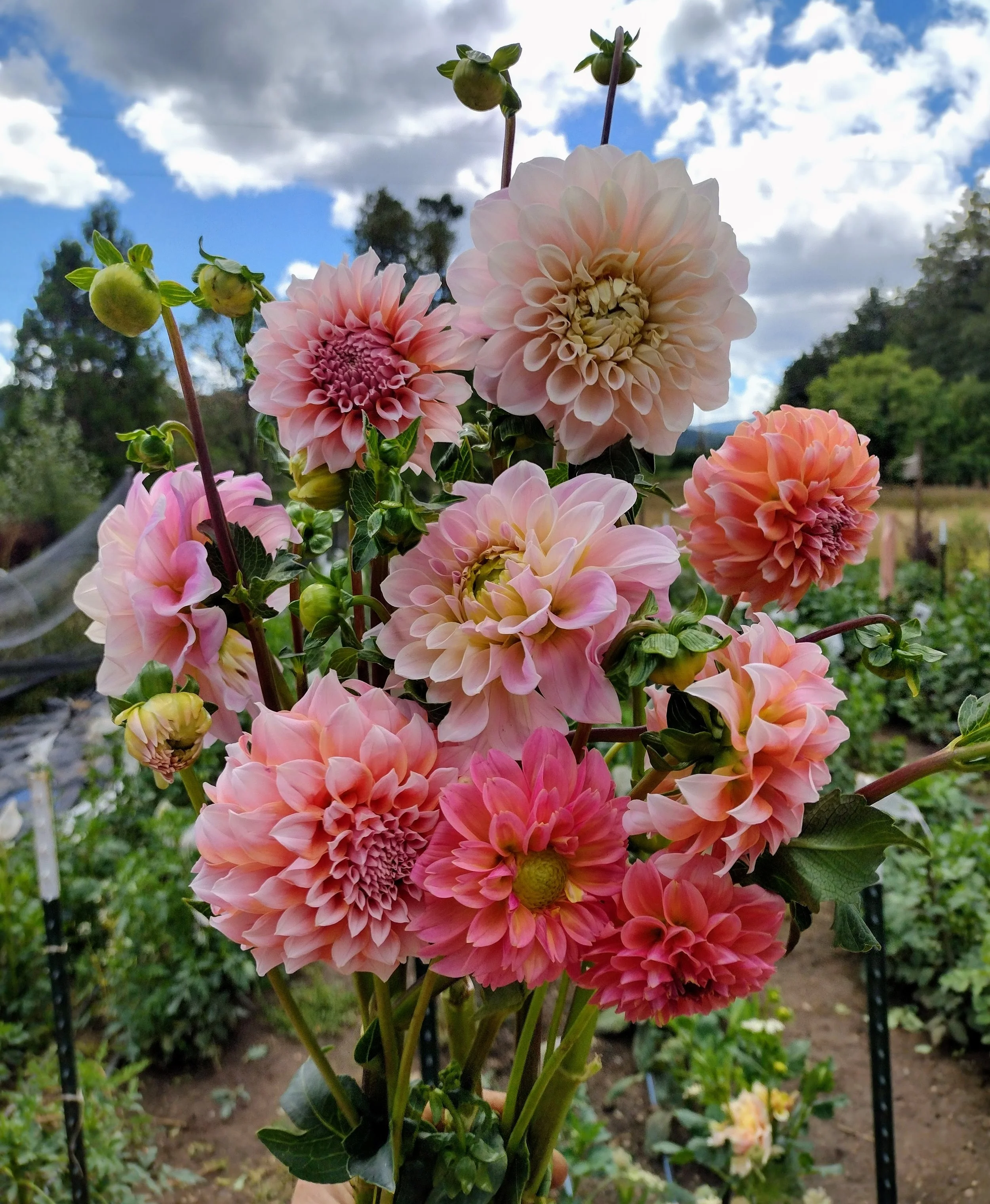 August Dahlias.jpg