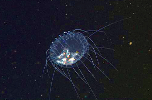 Imagine if every time you ate something, everyone could see your meal inside you. Mostly I think you'd be shocked at the sheer amount of ice cream and doughnuts I consume. (Image from mbari.org)