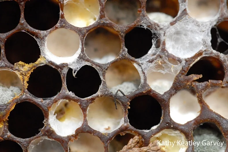 bees.jpg