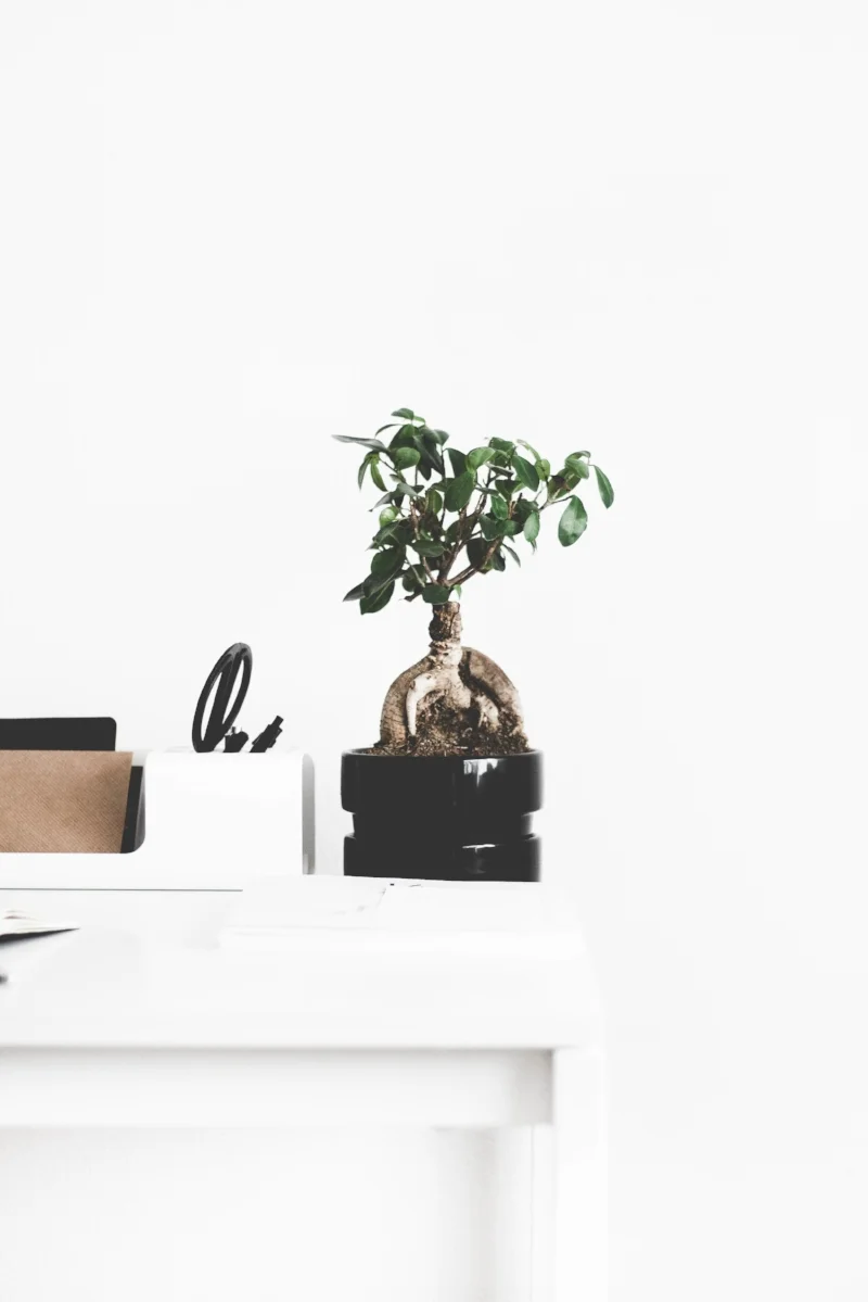 home decor staples for those on a budget.jpg