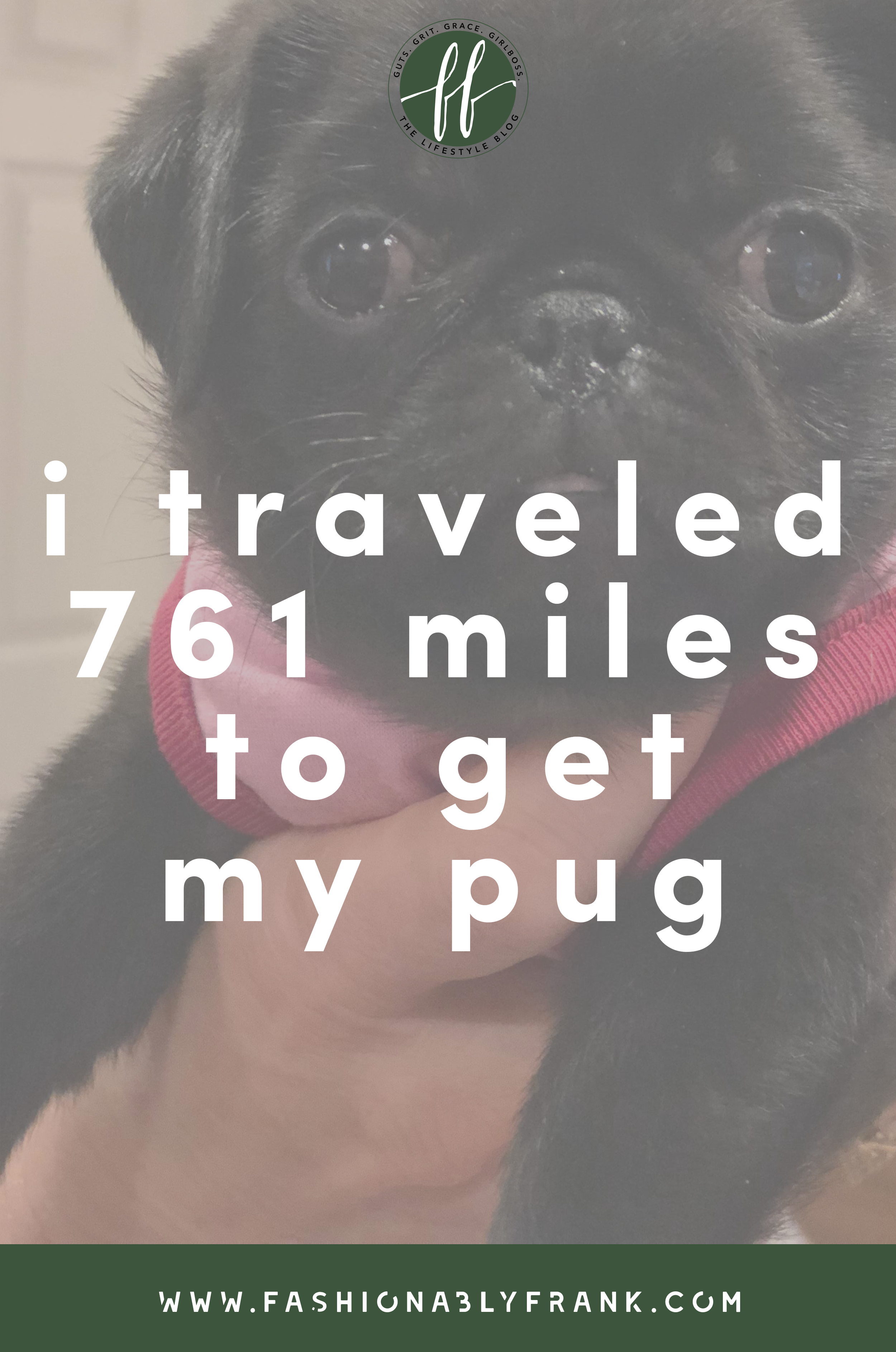 I Traveled 761 Miles to Get My Pug
