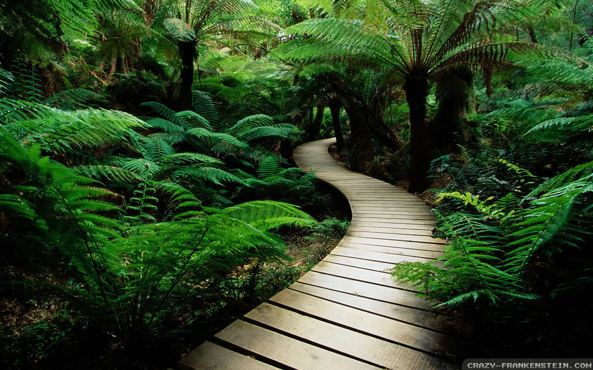 forest-nature-walk-pathway-ferns-walkway-awesome-serene-trail-forests-wallpapers-desktop.jpg