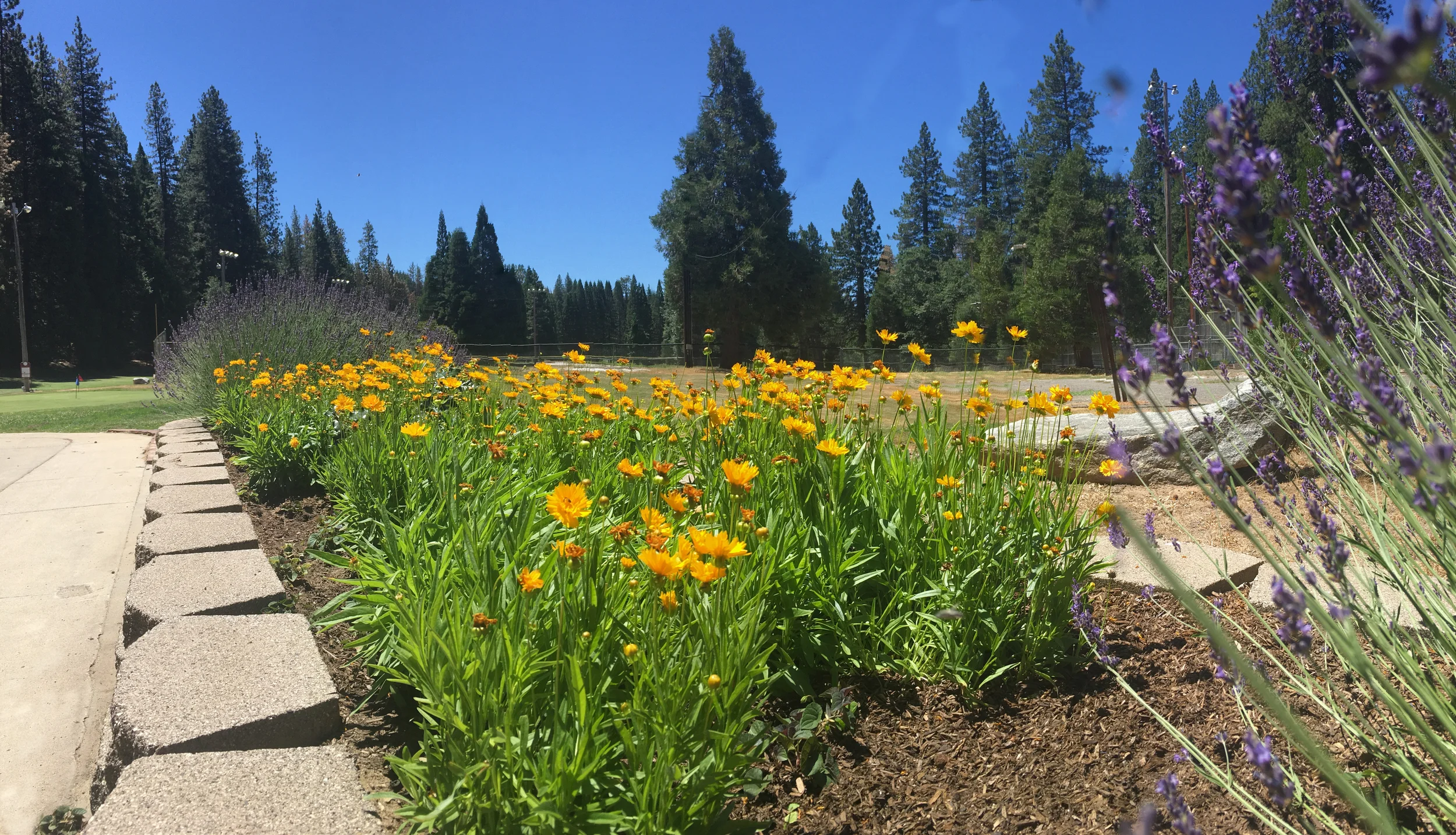 Flowers.jpg