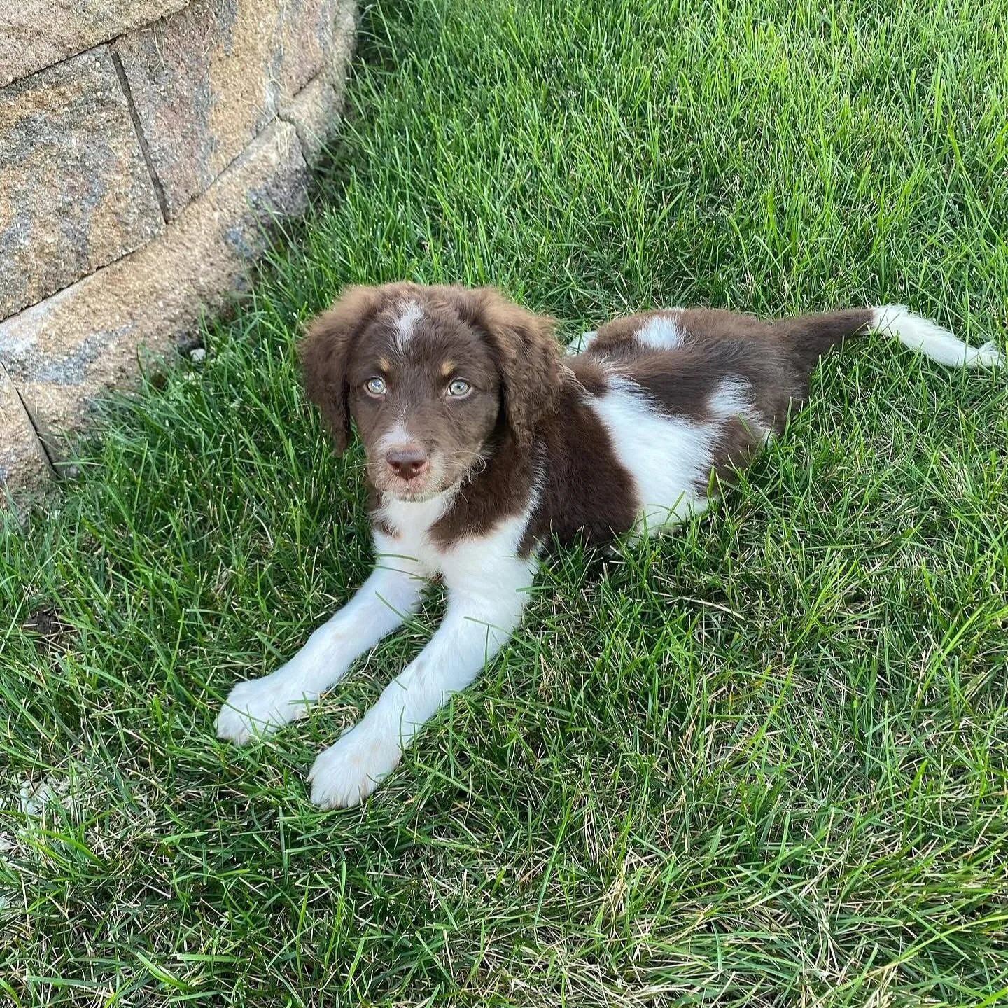 Happy National Dog Day to my fur baby!  She has grown so much in three years. 🐶🐾🦴❤️

#nationaldogday #therapydogs