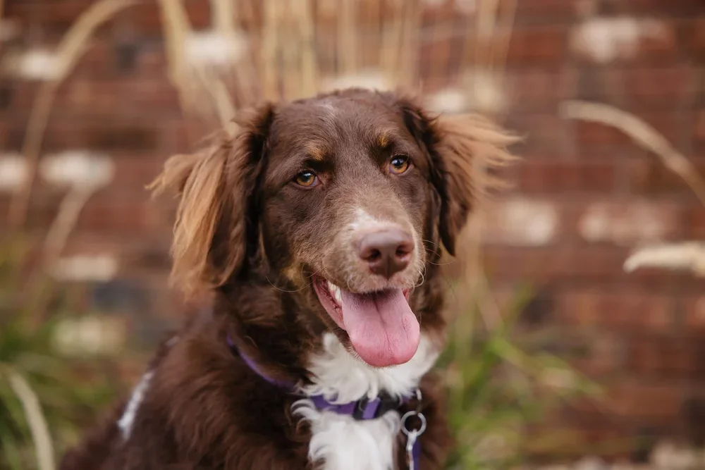 Your Dog Is Not Your Therapist… But They Are Helping