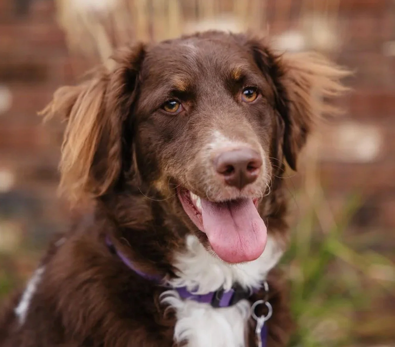 🐾 Your dog is not your therapist&hellip; but they are helping. 🖤
Dogs don&rsquo;t fix us.
They don&rsquo;t rush the hard parts.
They don&rsquo;t need words.
But they do help regulate our nervous systems.
They offer steady, non‑judgmental presence.
