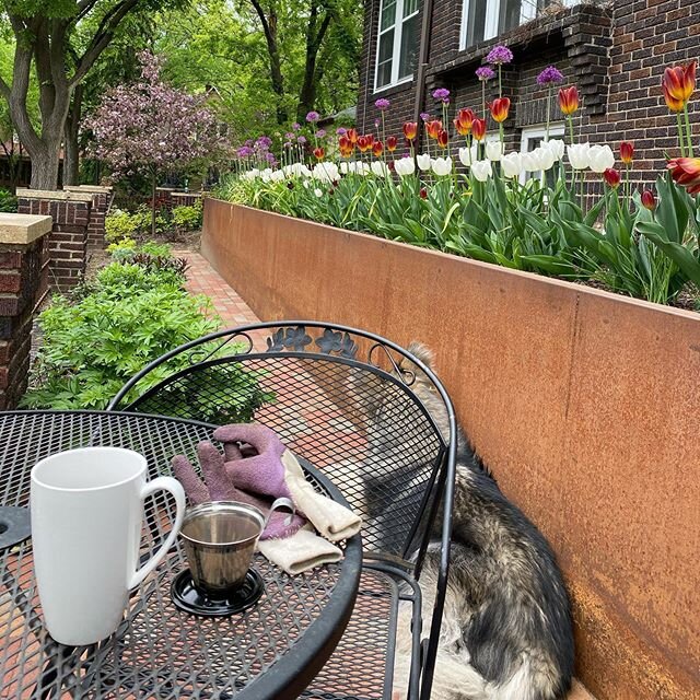 Good morning from the Sipping Terrace! My alliums are blooming now and the tulips are still holding on. 
#sippingterrace #clairegardens #zone4gardening