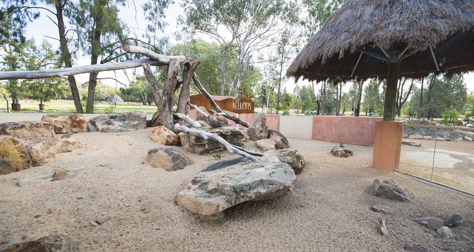 Meerkat Enclosure 4
