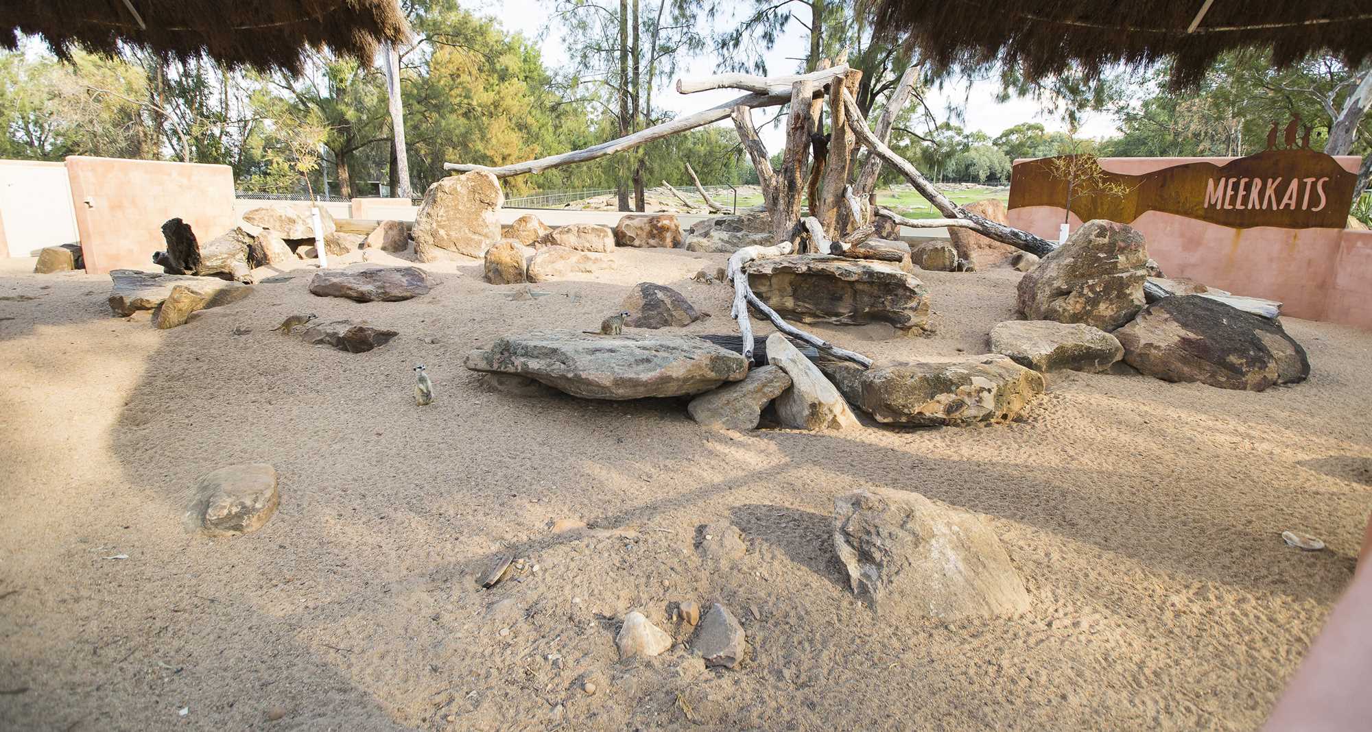 Meerkat Enclosure 5