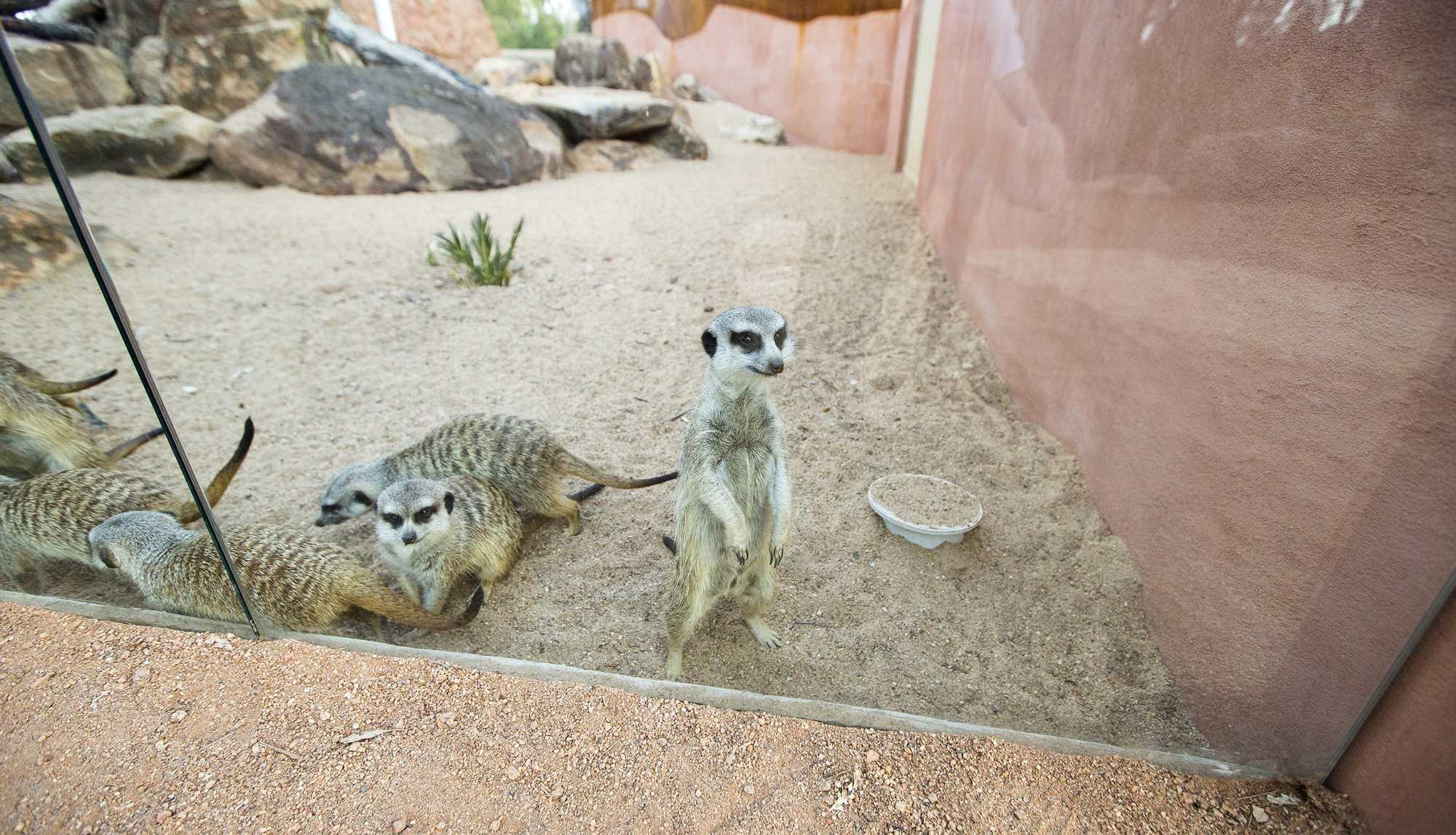 Meerkat Enclosure 6