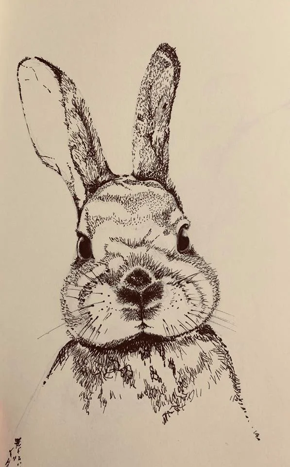 bunny.jpg