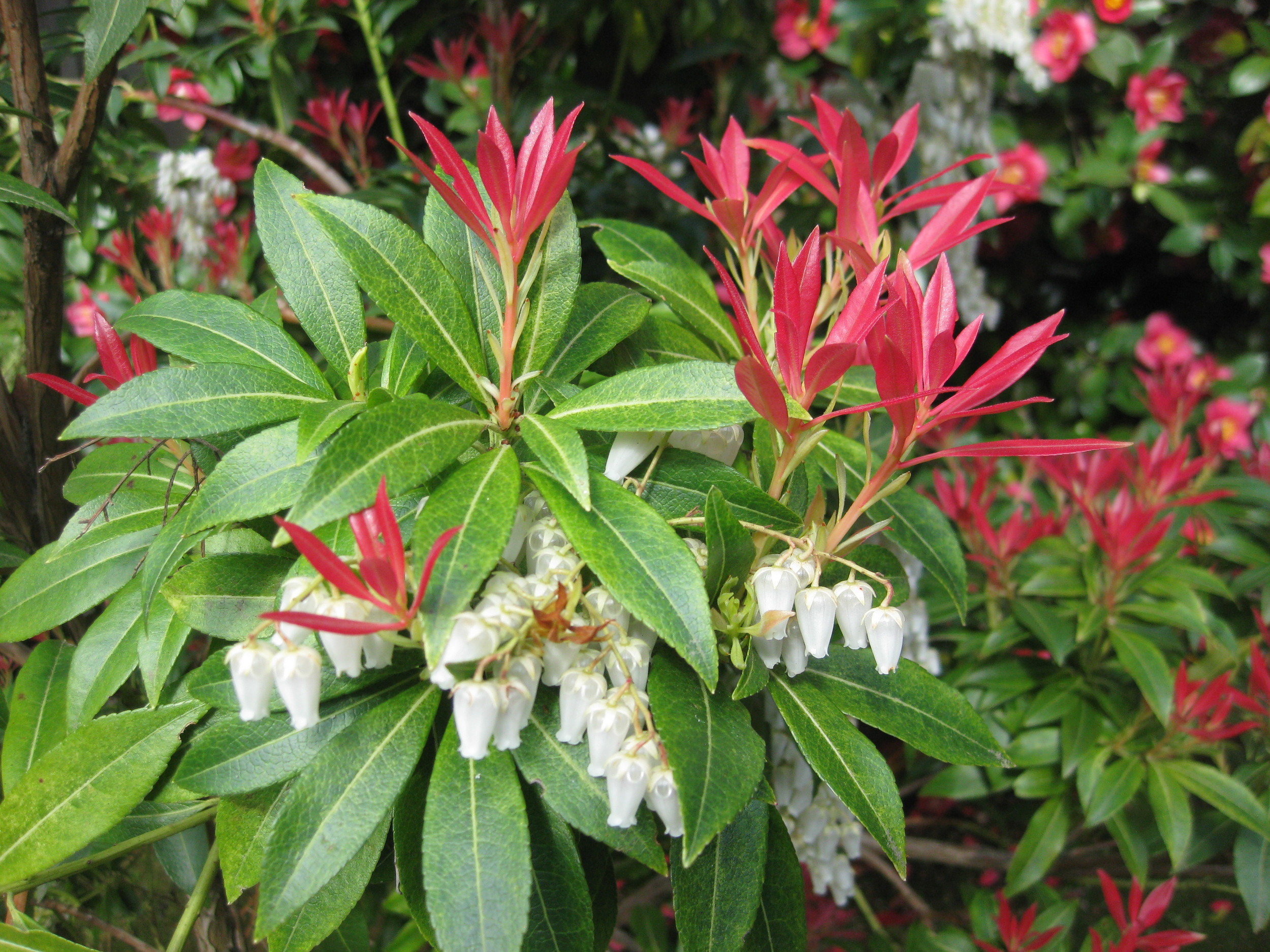 pieris japonica, an underappreciated beauty — seattle japanese garden