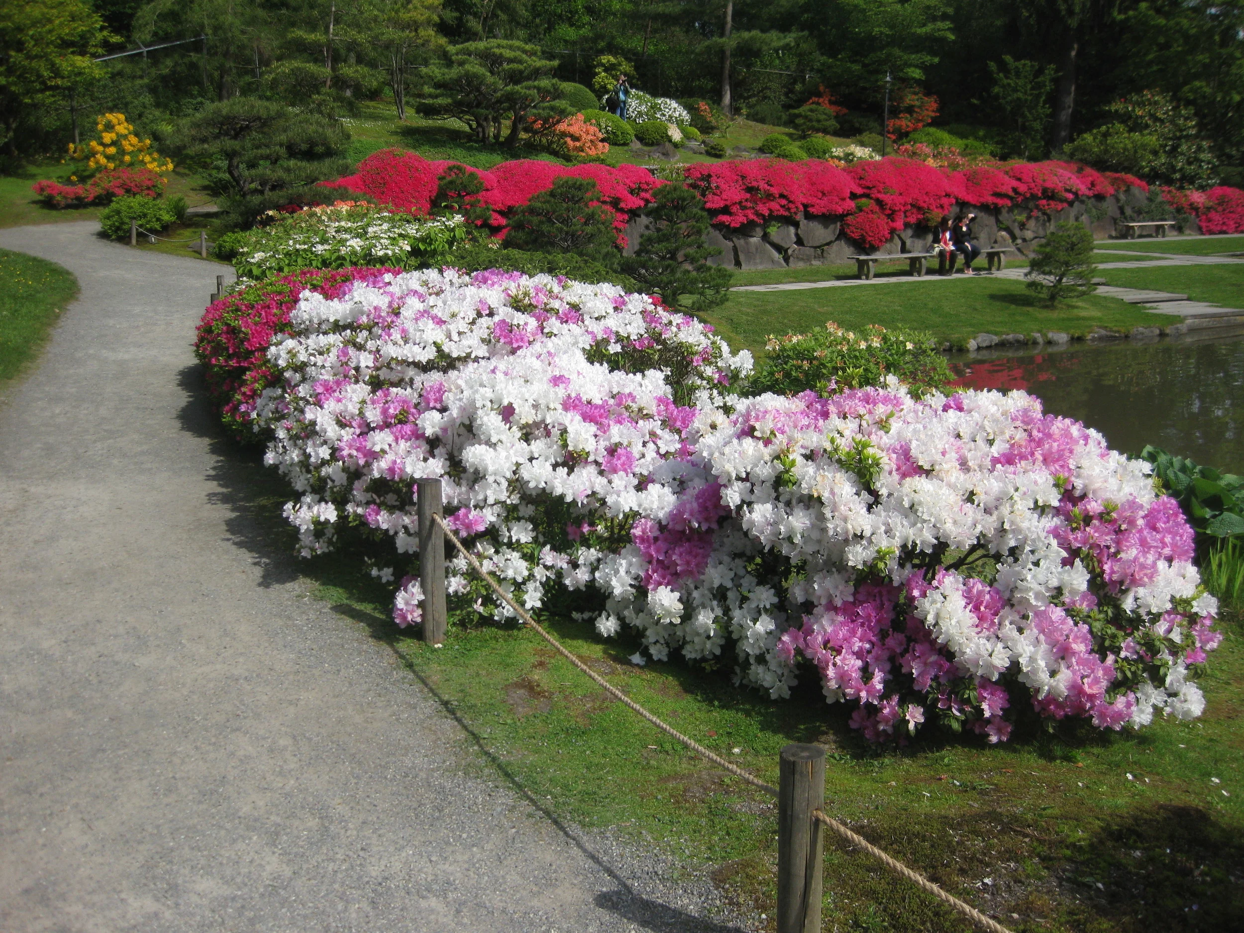 The striking rhododendron 'Quakeress'