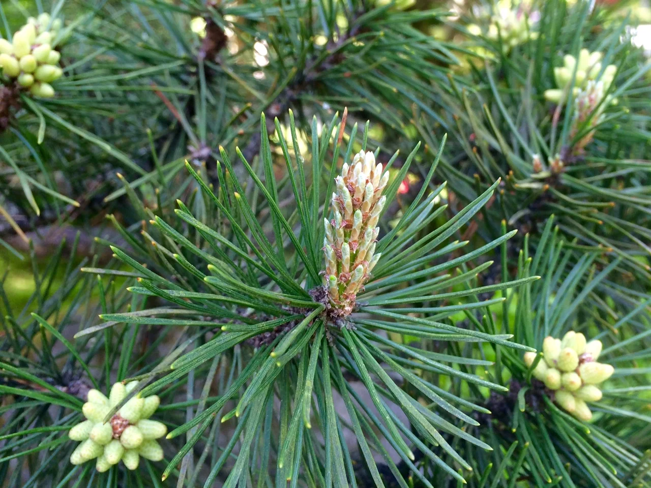 Pine candles