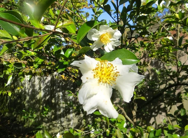Sasanqua Camellias: Quiet Beauties of the Fall & Winter Garden