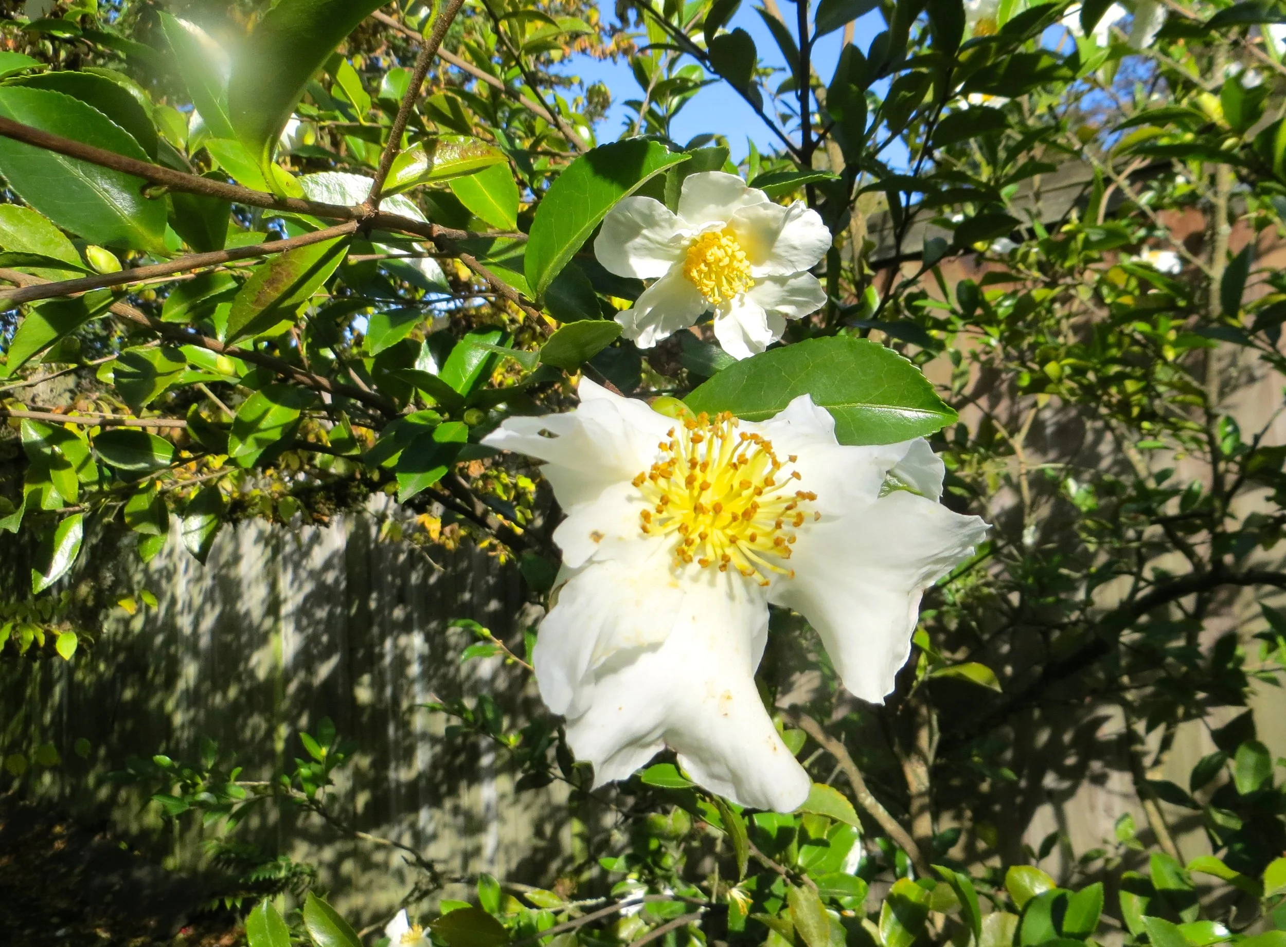 The blooms of sasanqua Camellias are an unexpected delight in the late-fall. Photo: Aleks Monk.